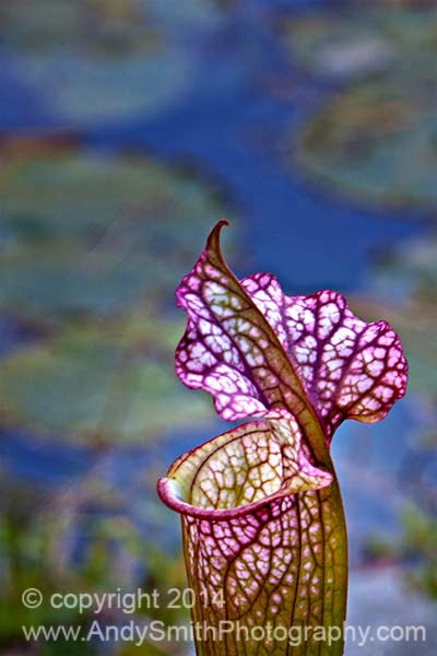 Pitcher Plant with Lily Pads